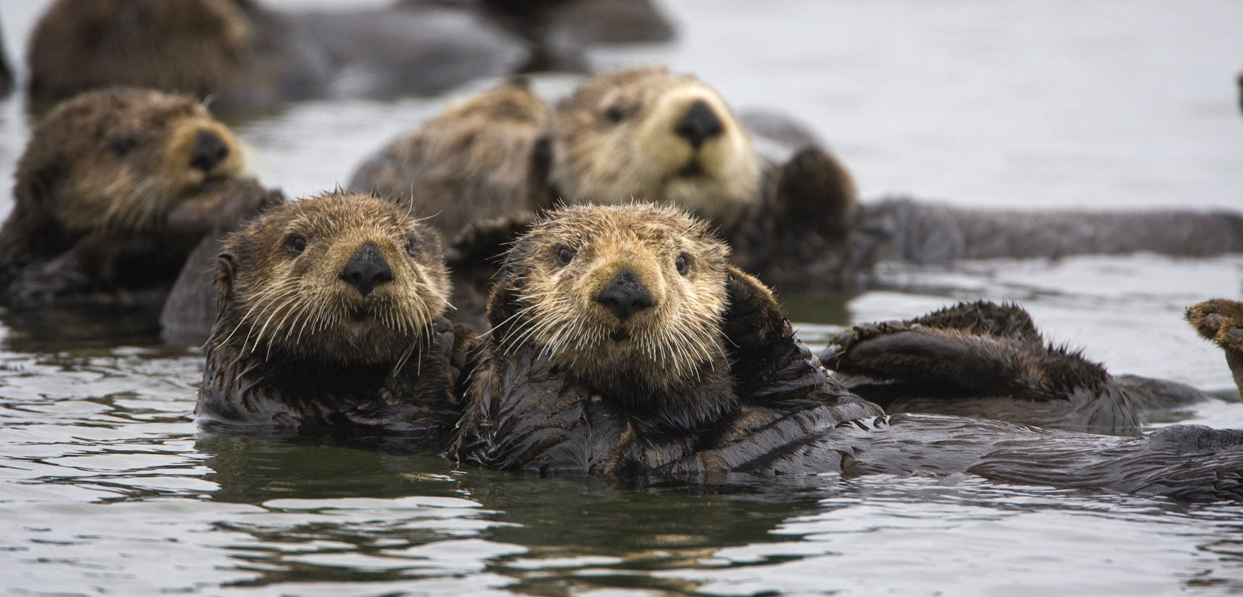 Otters: The Canaries of the Sea